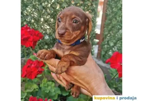 Patuljasti jazavičari - 7/10