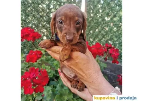 Patuljasti jazavičari - 8/10