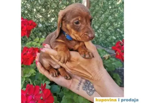 Patuljasti jazavičari - 9/10