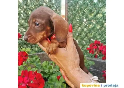 Patuljasti jazavičari - 10/10