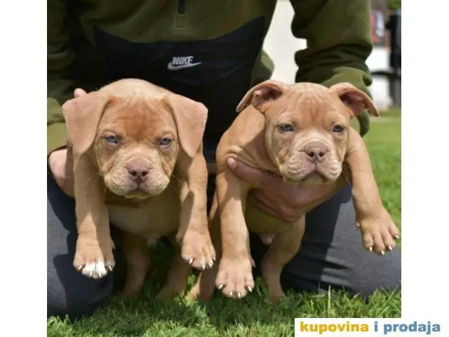 American Bully Pocket - 1