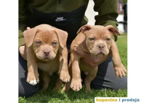 American Bully Pocket - 1/11