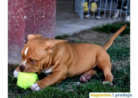 American Bully Pocket - 2/11