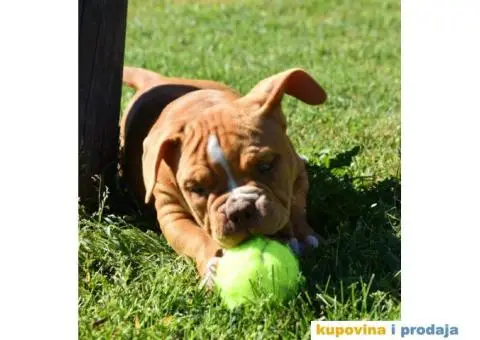 American Bully Pocket - 3/11