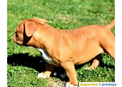 American Bully Pocket - 4/11