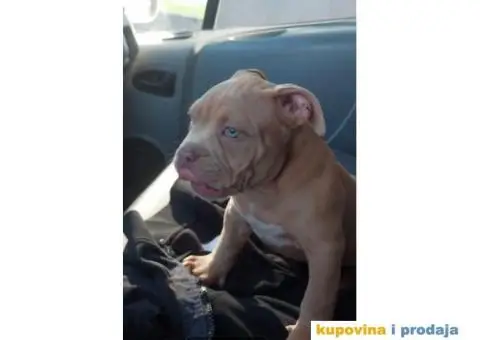 American Bully Pocket - 5/11
