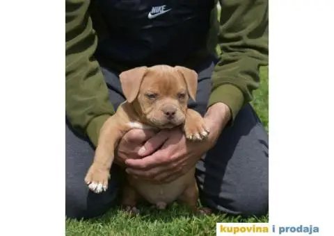 American Bully Pocket - 6/11