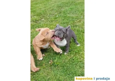 American Bully Pocket - 7/11