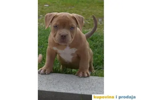 American Bully Pocket - 8/11