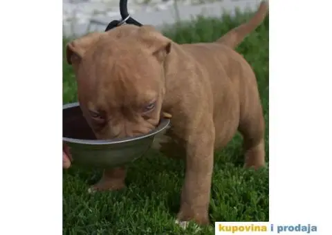 American Bully Pocket - 9/11