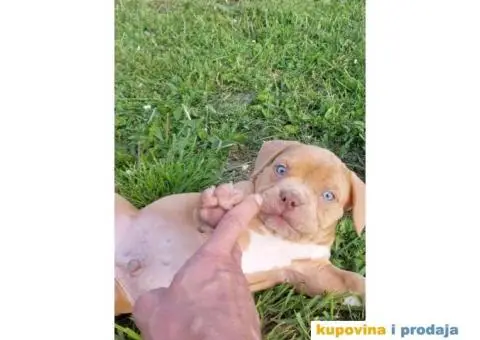 American Bully Pocket - 10/11