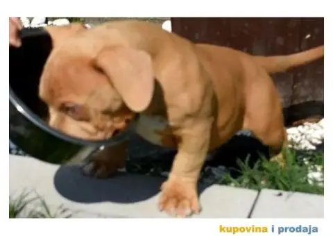 American Bully Pocket - 11/11