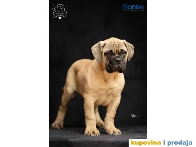 Odgajivačnica bullmastiff-a "Home of Guardians" - 1