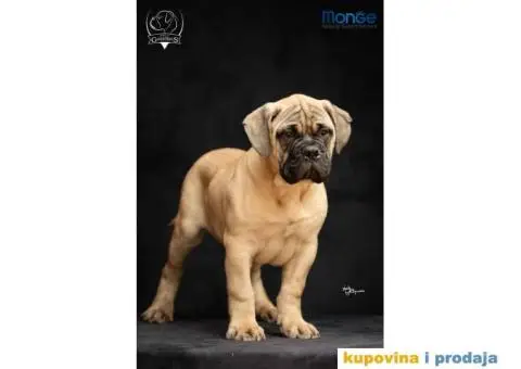 Odgajivačnica bullmastiff-a "Home of Guardians" - 1/6