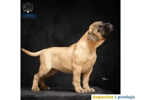 Odgajivačnica bullmastiff-a "Home of Guardians" - 2/6