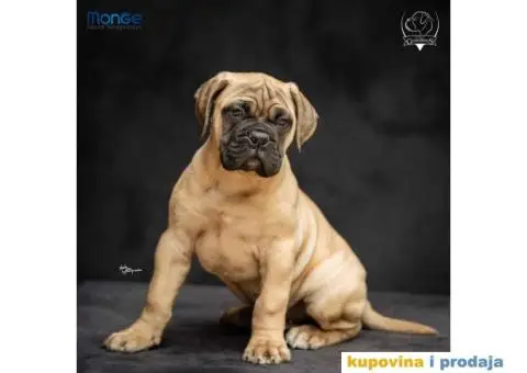 Odgajivačnica bullmastiff-a "Home of Guardians" - 3/6