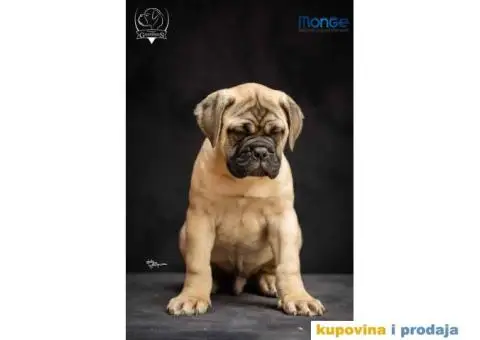 Odgajivačnica bullmastiff-a "Home of Guardians" - 4/6