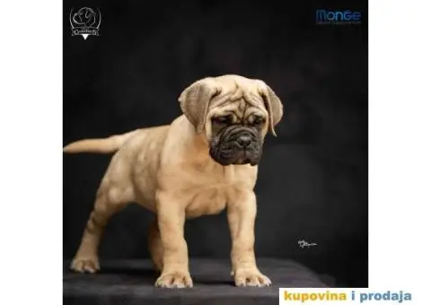 Odgajivačnica bullmastiff-a "Home of Guardians" - 5/6