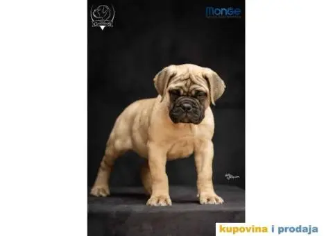 Odgajivačnica bullmastiff-a "Home of Guardians" - 6/6