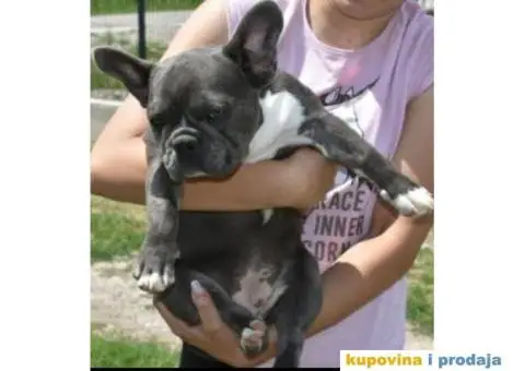 Francuski Buldog - 1/5