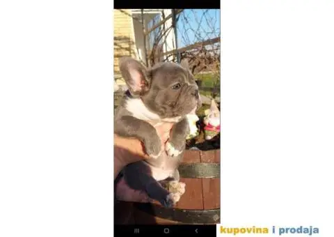 Francuski Buldog - 2/5