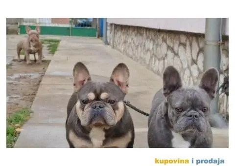 Francuski Buldog - 3/5