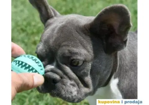 Francuski Buldog - 4/5