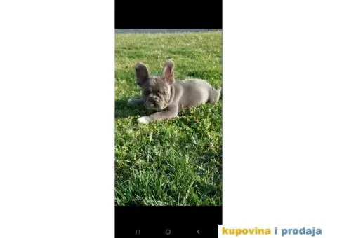 Francuski Buldog - 5/5