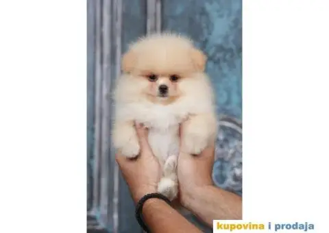 Pomeranac BOO štenci - 1/8