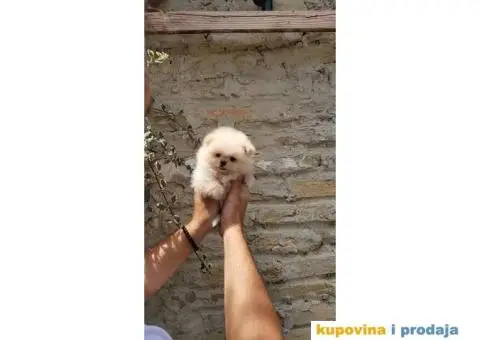 Pomeranac BOO štenci - 2/8