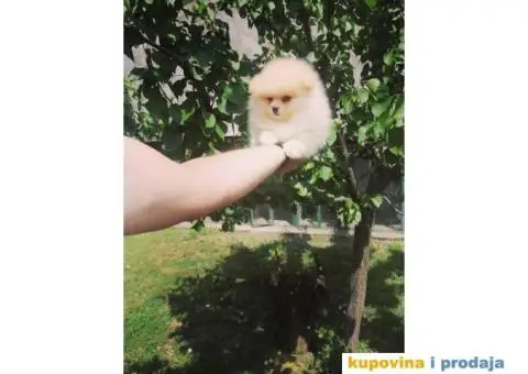 Pomeranac BOO štenci - 3/8