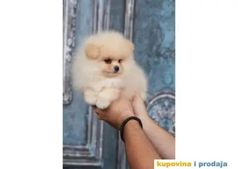 Pomeranac BOO štenci - 4/8