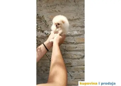 Pomeranac BOO štenci - 5/8