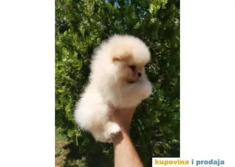Pomeranac BOO štenci - 6/8