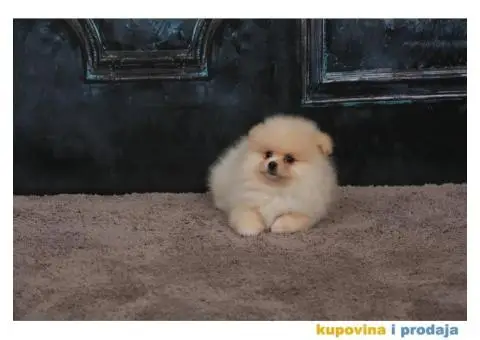 Pomeranac BOO štenci - 7/8