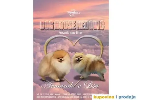 Pomeranac BOO štenci - 8/8