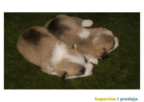 Velski Korgi Pembrok štenci - 1/4