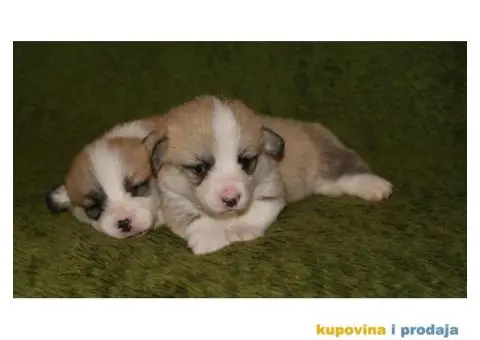 Velski Korgi Pembrok štenci - 2/4