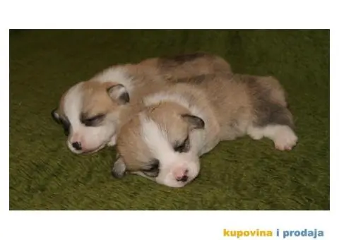 Velski Korgi Pembrok štenci - 3/4