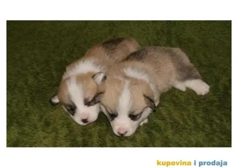 Velski Korgi Pembrok štenci - 4/4