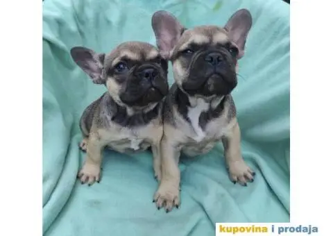 Francuski buldog štenci - 1/9