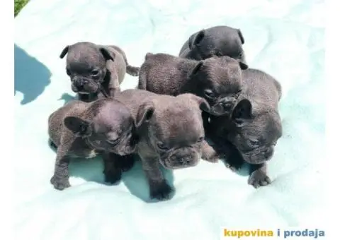 Francuski buldog štenci - 2/9