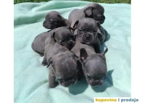 Francuski buldog štenci - 3/9