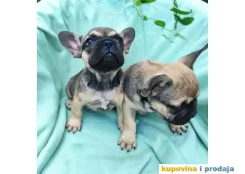 Francuski buldog štenci - 4/9