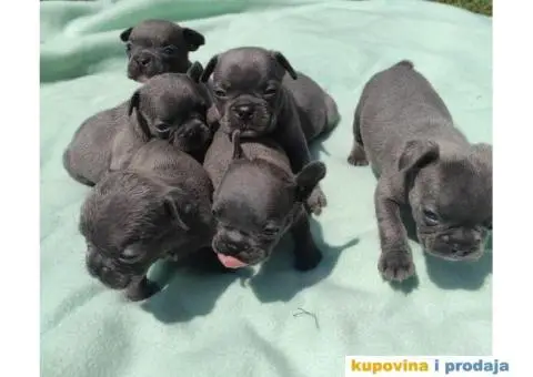 Francuski buldog štenci - 5/9