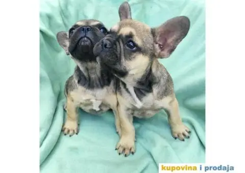 Francuski buldog štenci - 6/9