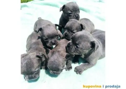 Francuski buldog štenci - 7/9