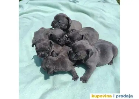 Francuski buldog štenci - 8/9