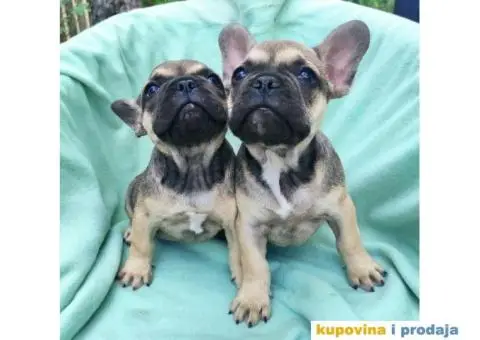 Francuski buldog štenci - 9/9
