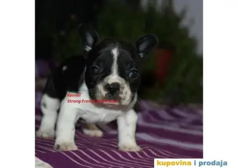 Francuski Buldog - 1/4